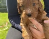 Cockapoo