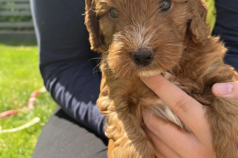 Cockapoo