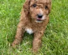 Cockapoo