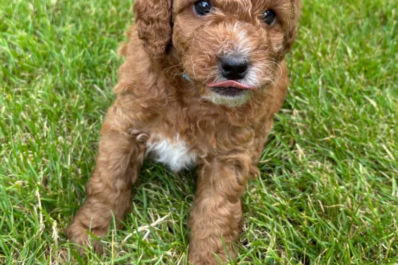 Cockapoo
