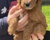 Cockapoo