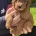 Cockapoo