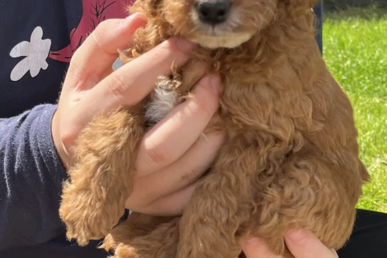 Cockapoo