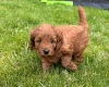 Cockapoo