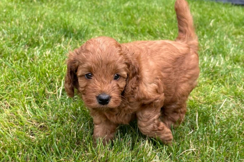 Cockapoo