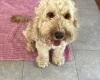Cockapoo