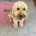 Cockapoo