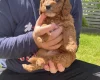 Cockapoo