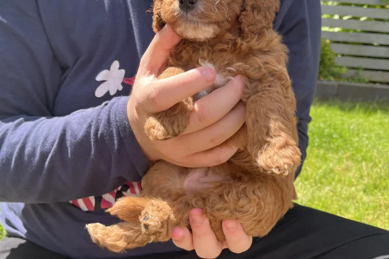 Cockapoo