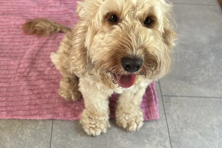 Cockapoo