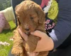 Cockapoo
