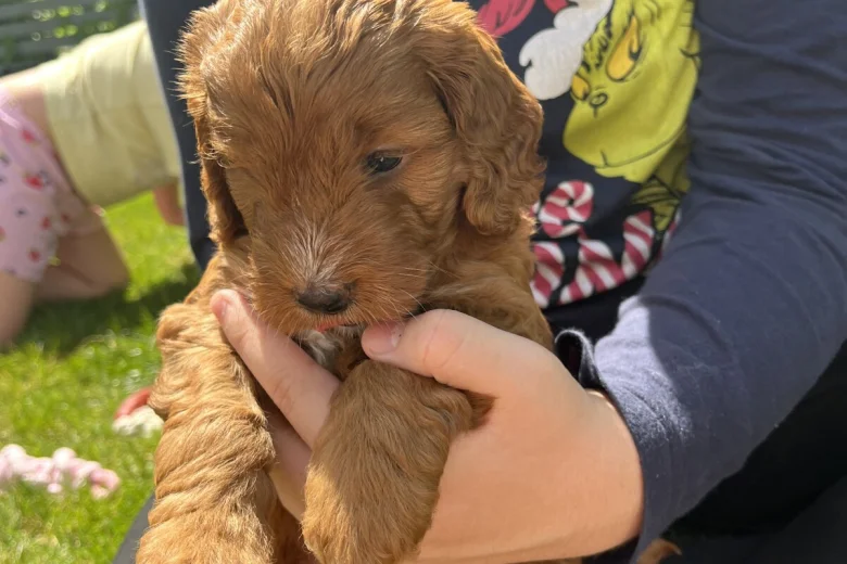Cockapoo