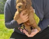Cockapoo