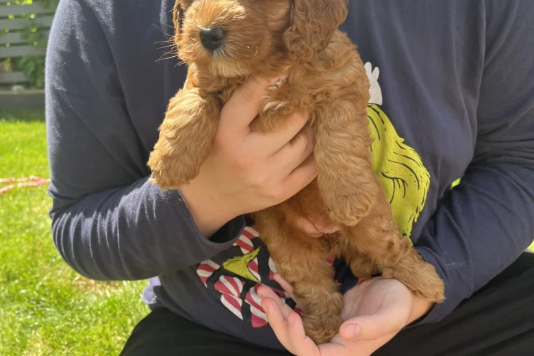 Cockapoo