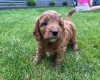 Cockapoo