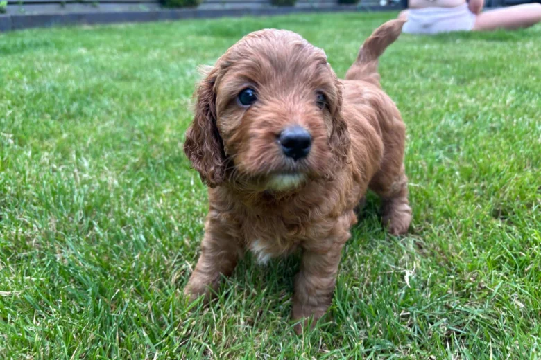 Cockapoo