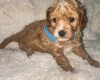 Toy Poodle