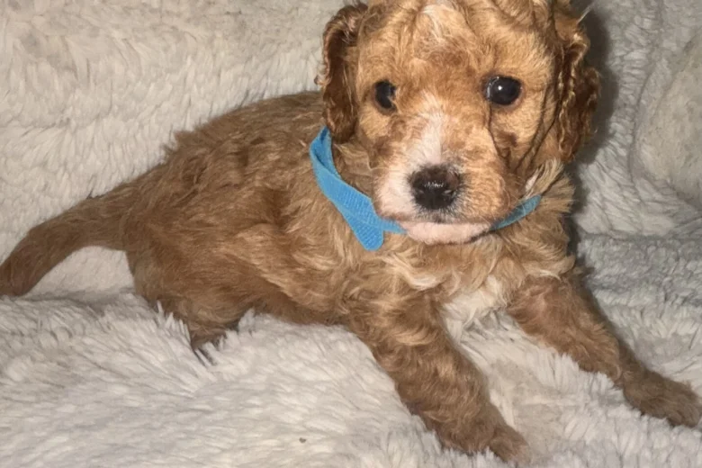 Toy Poodle
