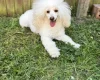 Toy Poodle