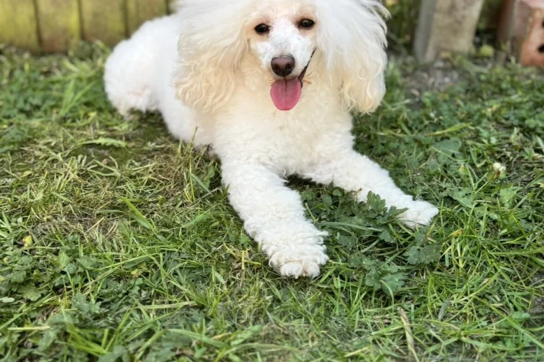 Toy Poodle