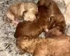 Toy Poodle