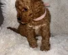 Toy Poodle