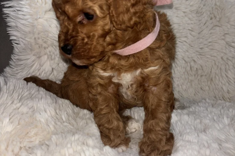 Toy Poodle