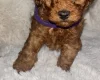 Toy Poodle