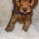 Toy Poodle
