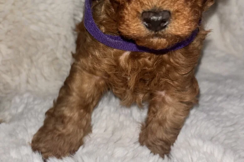 Toy Poodle