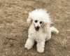 Toy Poodle
