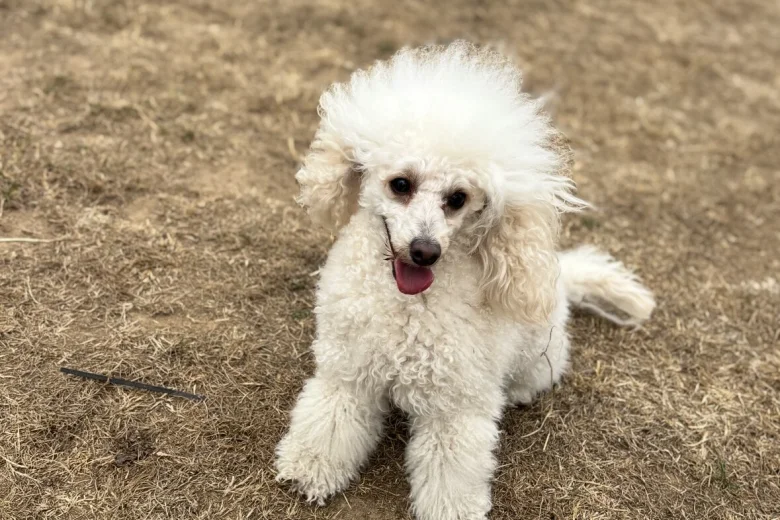 Toy Poodle