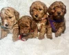 Toy Poodle