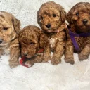 Toy Poodle