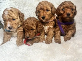 Toy Poodle