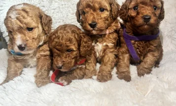 Toy Poodle