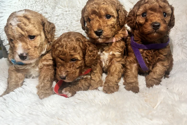 Toy Poodle