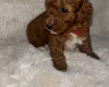 Toy Poodle