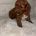 Toy Poodle