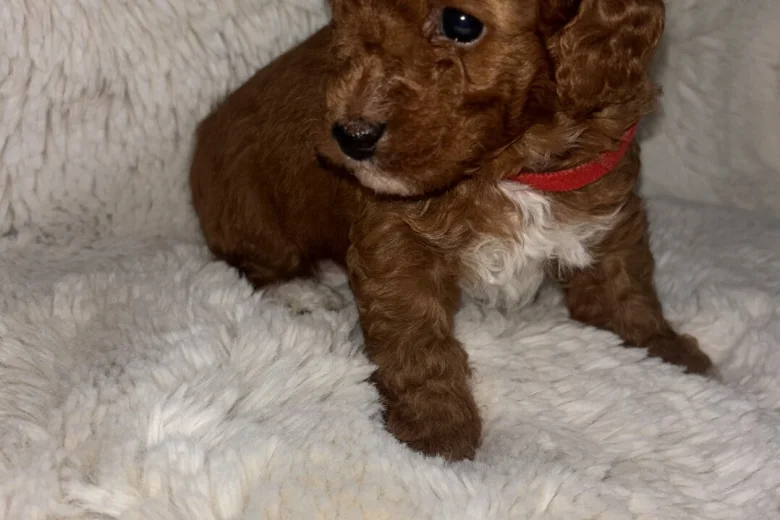 Toy Poodle