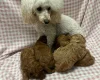 Toy Poodle