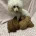 Toy Poodle