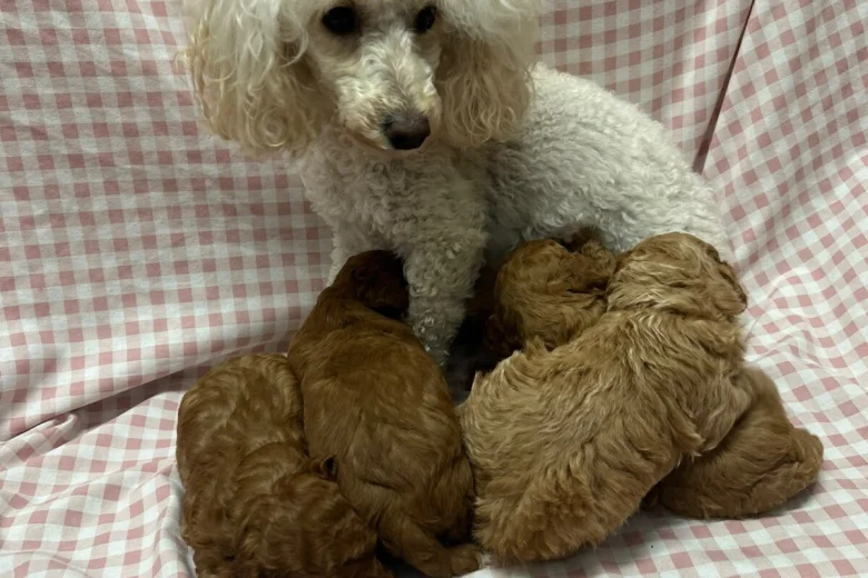 Toy Poodle