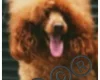 Toy Poodle
