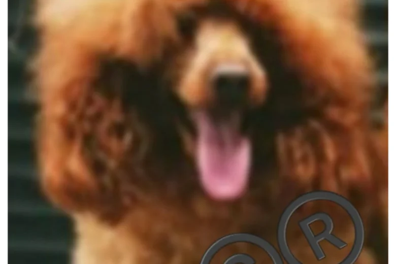 Toy Poodle