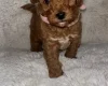 Toy Poodle