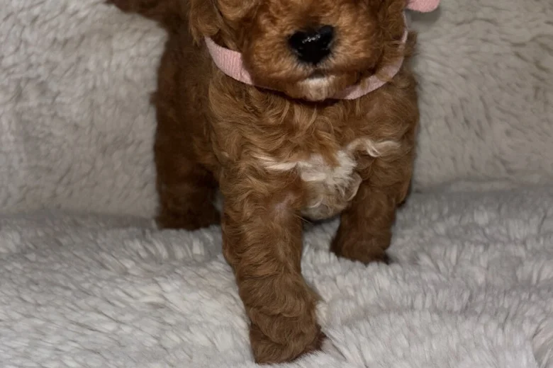 Toy Poodle
