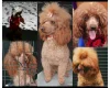 Toy Poodle