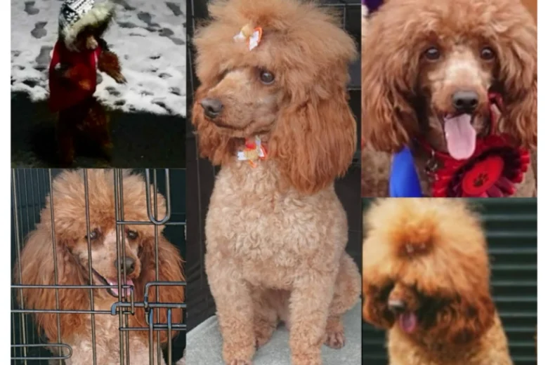 Toy Poodle