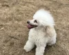 Toy Poodle